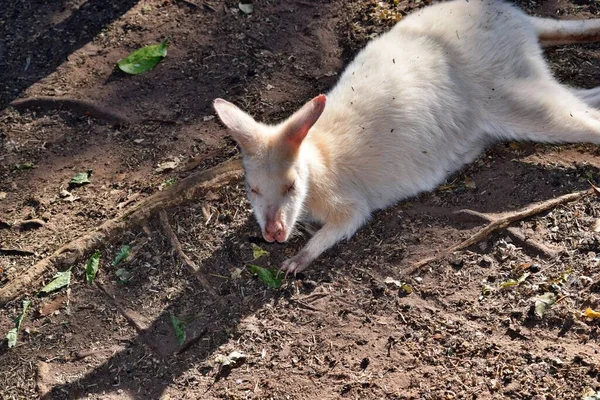 Beautiful Rare Albino Kangaroo Park Australia — Stock Photo, Image