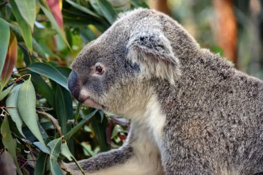 Tatlı koala, Avustralya, Queensland 'da Sunshine Coast' ta bir ağaç dalında oturmuş okaliptüs yiyor.
