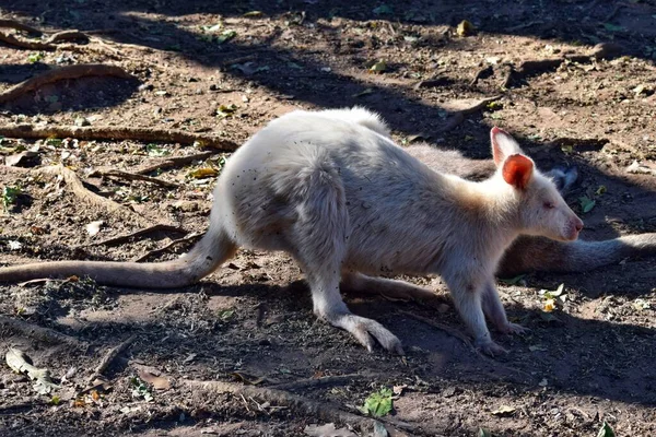 Belo Raro Canguru Albino Parque Austrália — Fotografia de Stock