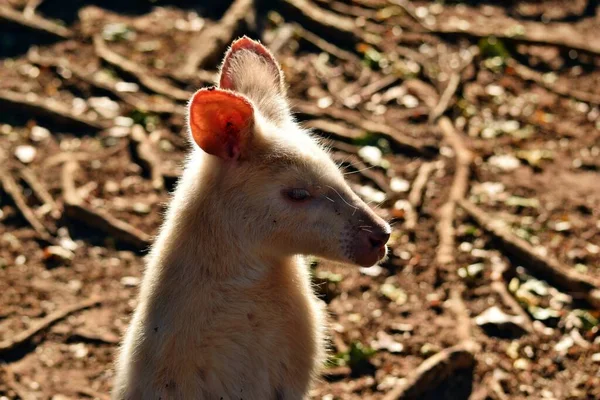 Wunderschönes Seltenes Albino Känguru Park Australien — Stockfoto
