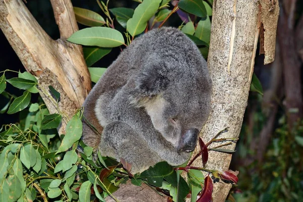 Bardzo Duża Koala Śpiąca Gałęzi Drzewa Eukaliptusa Australii — Zdjęcie stockowe