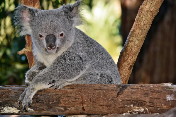 Söt Koala Tittar Trädgren Eukalyptus Australien — Stockfoto