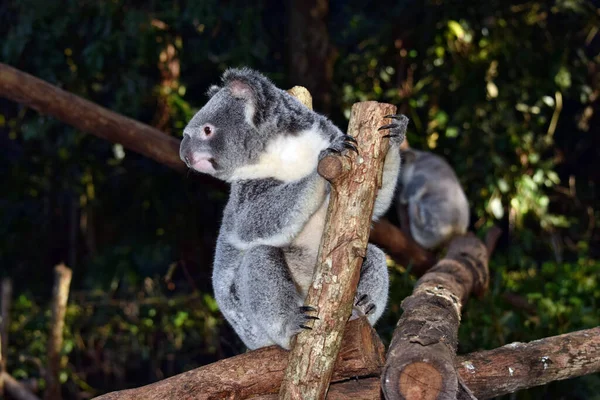 Koala Gałęzi Drzewa Eukaliptusa Australii — Zdjęcie stockowe