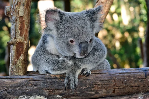 Cute Koala Patrząc Gałęzi Drzewa Eukaliptusa Australii — Zdjęcie stockowe