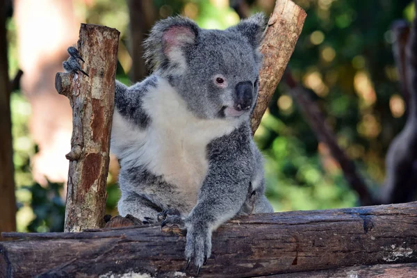 Cute Koala Patrząc Gałęzi Drzewa Eukaliptusa Australii — Zdjęcie stockowe