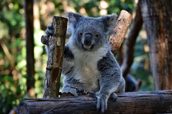 Милая Коала Смотрящая Ветку Дерева Эвкалипта Австралии — стоковое фото