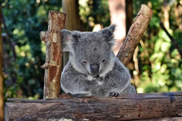 Leuke Koala Kijkend Een Boomtak Eucalyptus Australië — Stockfoto