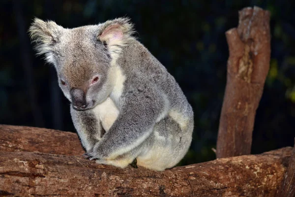 Cute Koala Siedzi Gałęzi Drzewa Eukaliptusa Australii — Zdjęcie stockowe