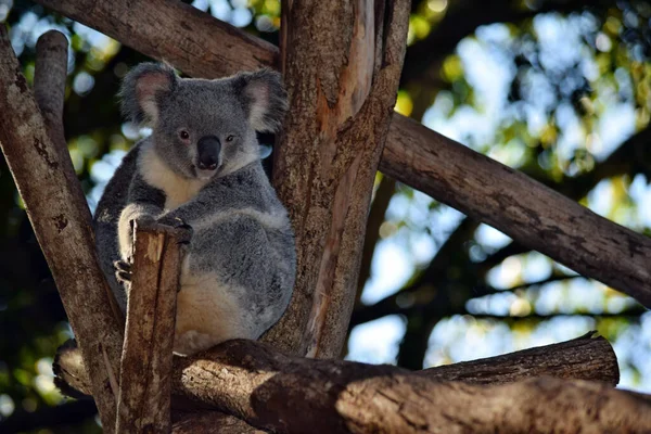 Aranyos Koala Egy Faágon Eukaliptusz Ausztráliában — Stock Fotó