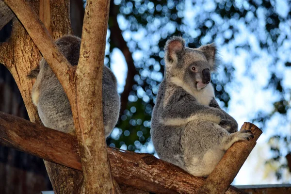 Two Cute Koalas Sitting Tree Branch Eucalyptus Australia — Stock Photo, Image