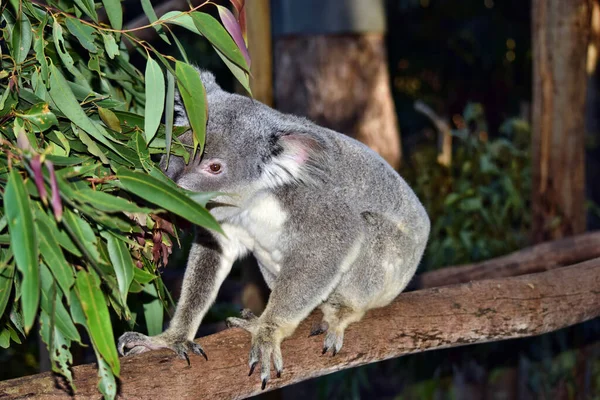 Cute Koala Sitting Eating Eucalyptus Tree Branch Sunshine Coast Queensland — Stock Photo, Image