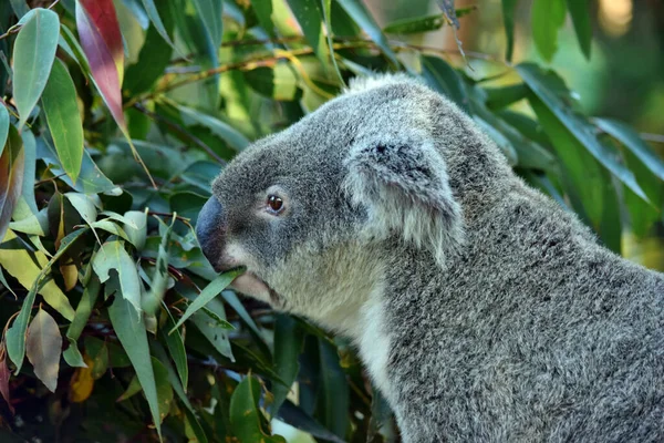 Cute Koala Siedzi Eukaliptusa Gałęzi Drzewa Sunshine Coast Queensland Australia — Zdjęcie stockowe