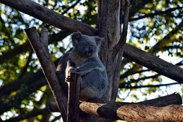 Aranyos Koala Egy Faágon Eukaliptusz Ausztráliában — Stock Fotó