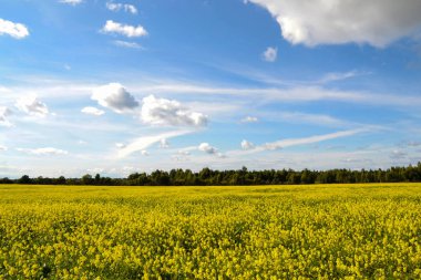 Sarı çiçekli büyük alan