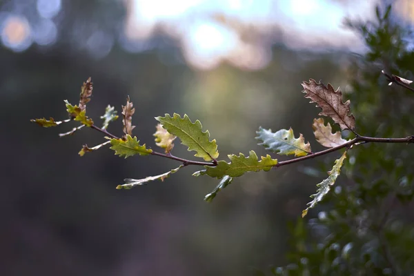 Folhas Verdes Marrons — Fotografia de Stock