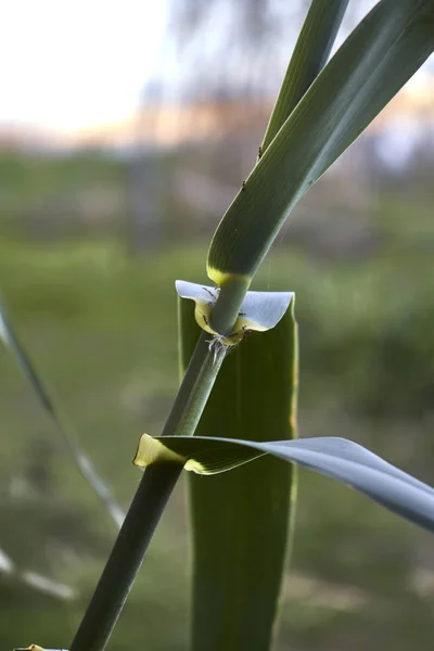 Green reed leaves bokeh