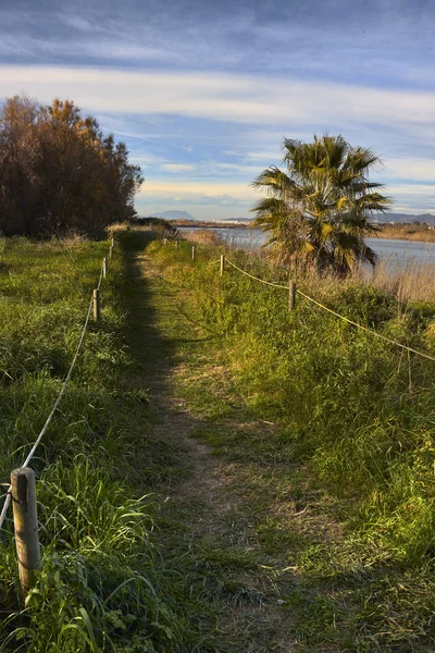 Groene Weg Met Palm — Stockfoto