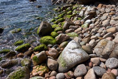 plaj kayalar ve deniz yosunu