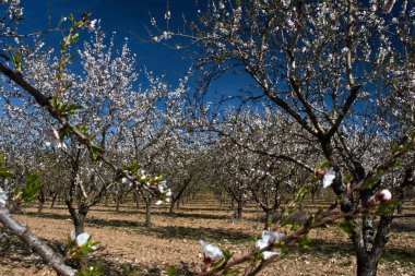 Alan badem ağaçları