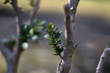 Yeşil filiz bokeh fotoğraf