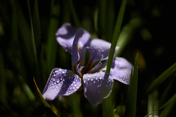 Фиолетовый Цветок Росой — стоковое фото