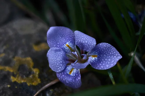 Çiy Ile Mor Çiçek — Stok fotoğraf