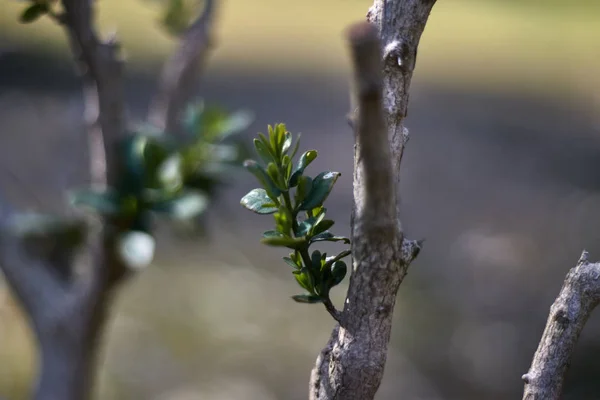 Grön Spira Bokeh Foto — Stockfoto