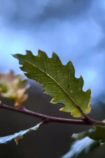 Grünes Blatt Einem Zweig — Stockfoto