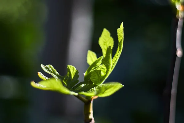 Grön Spira Våren — Stockfoto