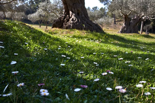 Hierba Verde Con Flores Árbol — Foto de Stock