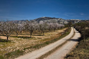Yol ile badem ağaçları alan