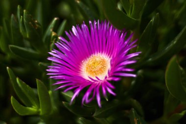 Mor ve Sarı çiçek