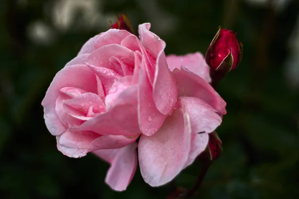 Rosa Con Rocío — Foto de Stock