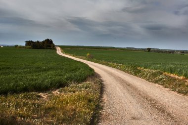 Yeşil alanlar arasındaki yol
