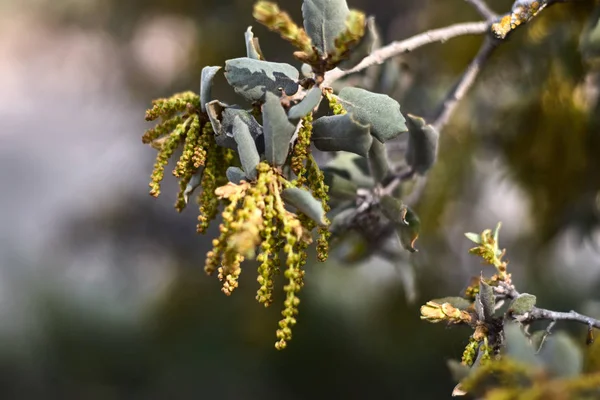 Ветвь Зелеными Фруктами Листьями — стоковое фото