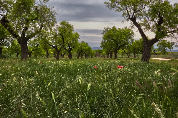 Campo Almendras Con Nubes — Foto de Stock