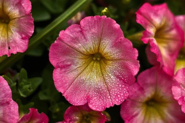 Рожево Біла Квітка Росою — стокове фото