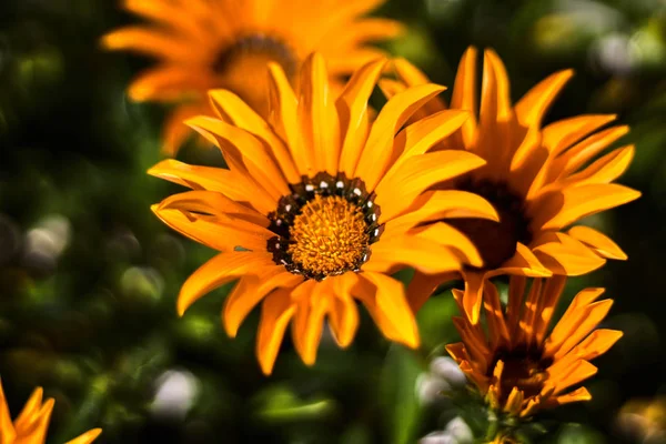 Orange and black flower in the grass