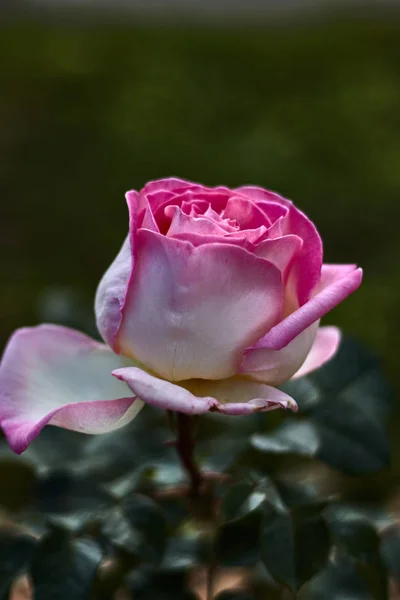 Rosa Blanca Rosa Bokeh Fotografía — Foto de Stock