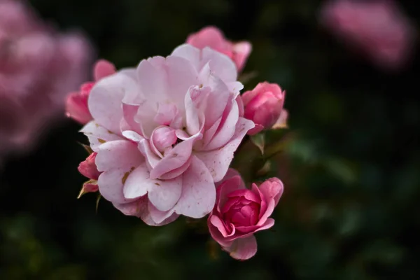 Rosa Rosa Con Cuatro Brotes — Foto de Stock