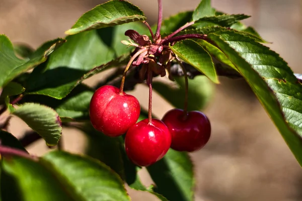 Tres Cerezas Una Rama Con Hojas —  Fotos de Stock