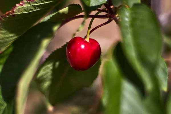 Cereza Roja Una Rama Con Hojas —  Fotos de Stock