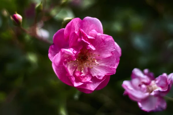 粉红花和草散景摄影 — 图库照片