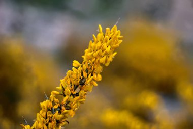 Daldaki sarı çiçekler