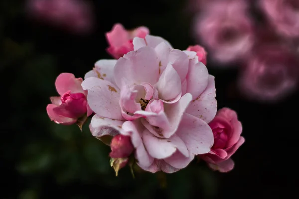Różowa Róża Czterema Pączkami — Zdjęcie stockowe