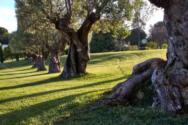 Yeşil alanda zeytin ağaçları