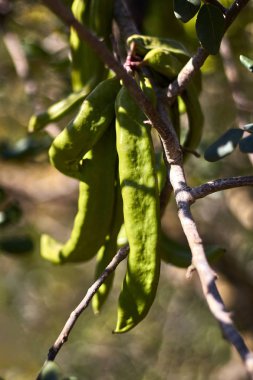 Bir dalda yeşil keçiboynuzu