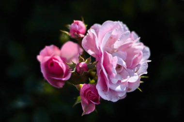 Pembe gül ve küçük laleler