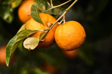 Yaprakları ile bir dalda Portakal
