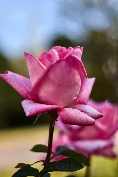 Różowa Róża Płatkami Bokeh Fotografii — Zdjęcie stockowe